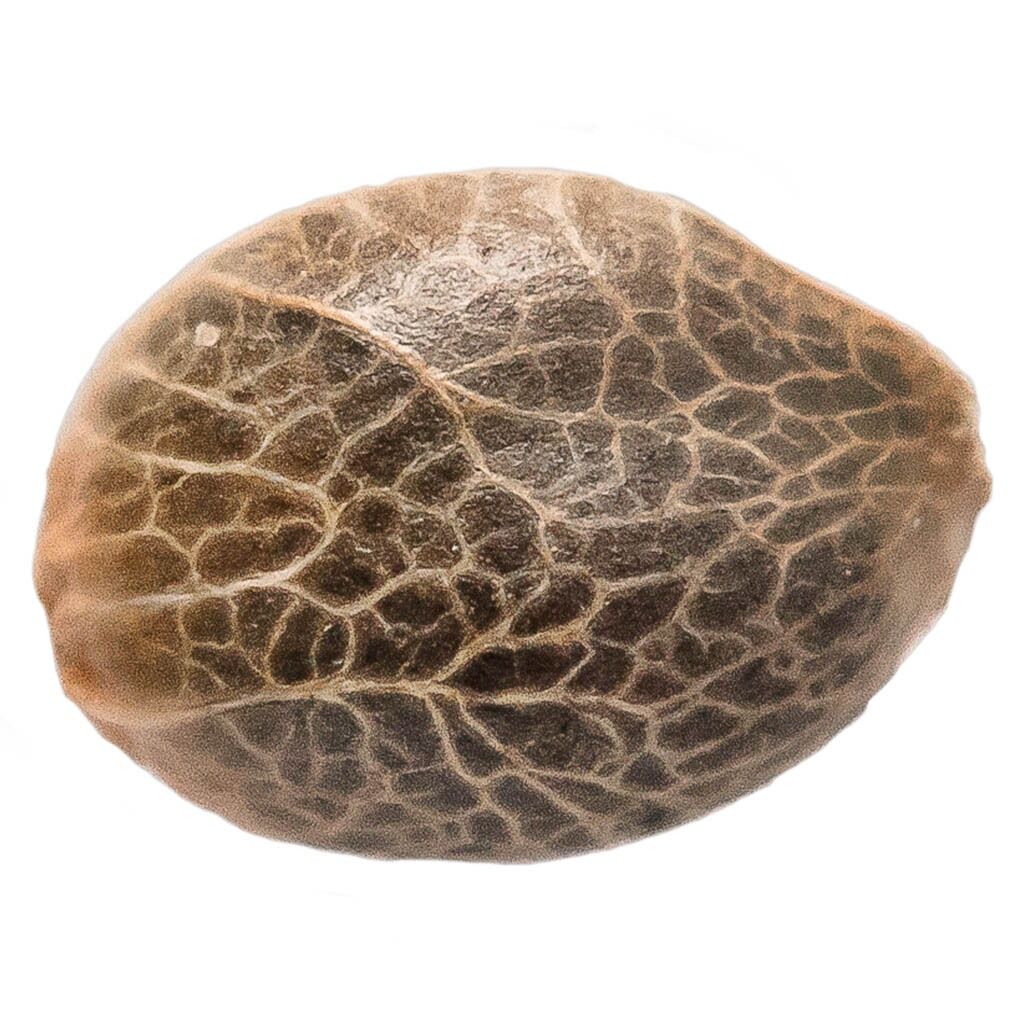 Bubba Kush Seeds (Feminized)