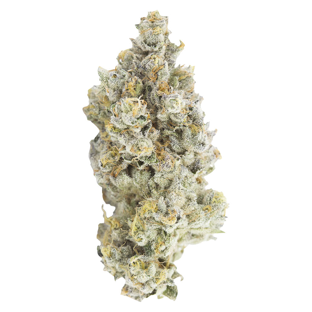 Sativa