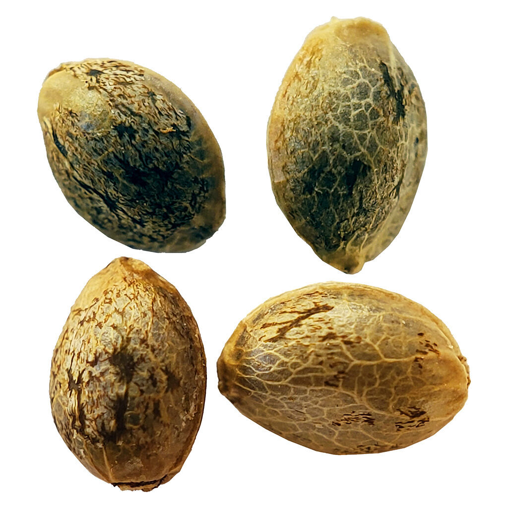 Cannabis Cup Autoflower Feminized Seed Multi pack