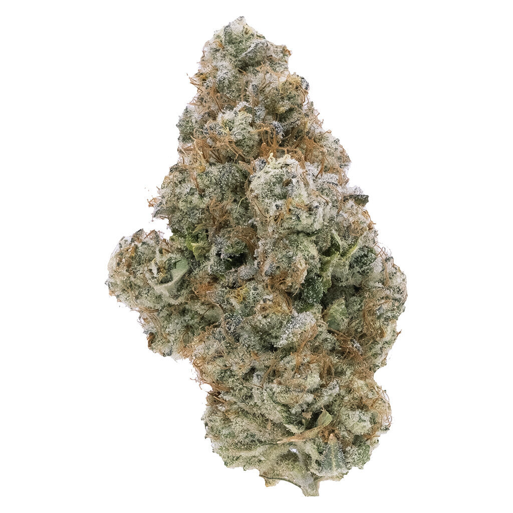 Northern Canna - Galactic Guava