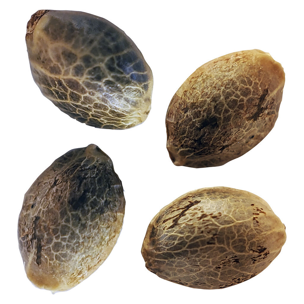 BC West Coast Feminized Seed Multi Pack