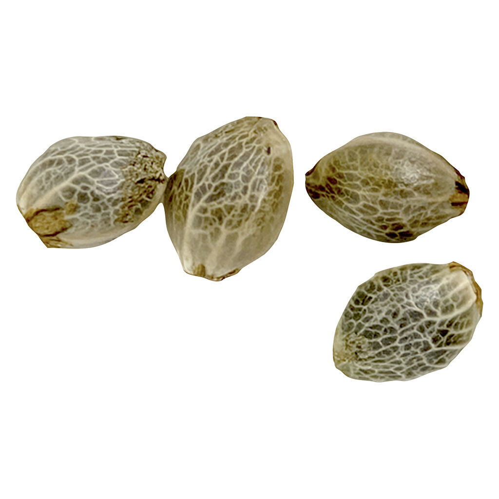 Weathered Islands - Sugar Diesel Feminized Seeds - 4 Pack