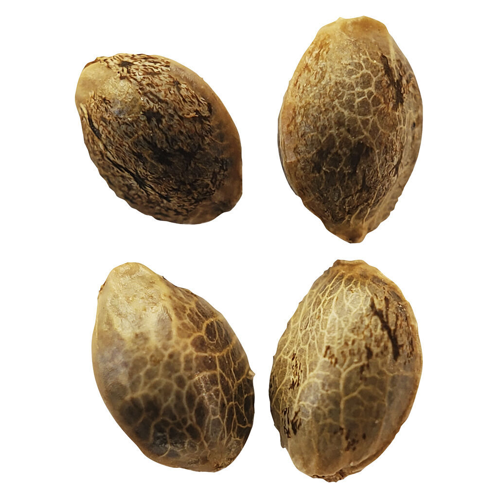 Lemon Sunshine Autoflower Feminized Seeds