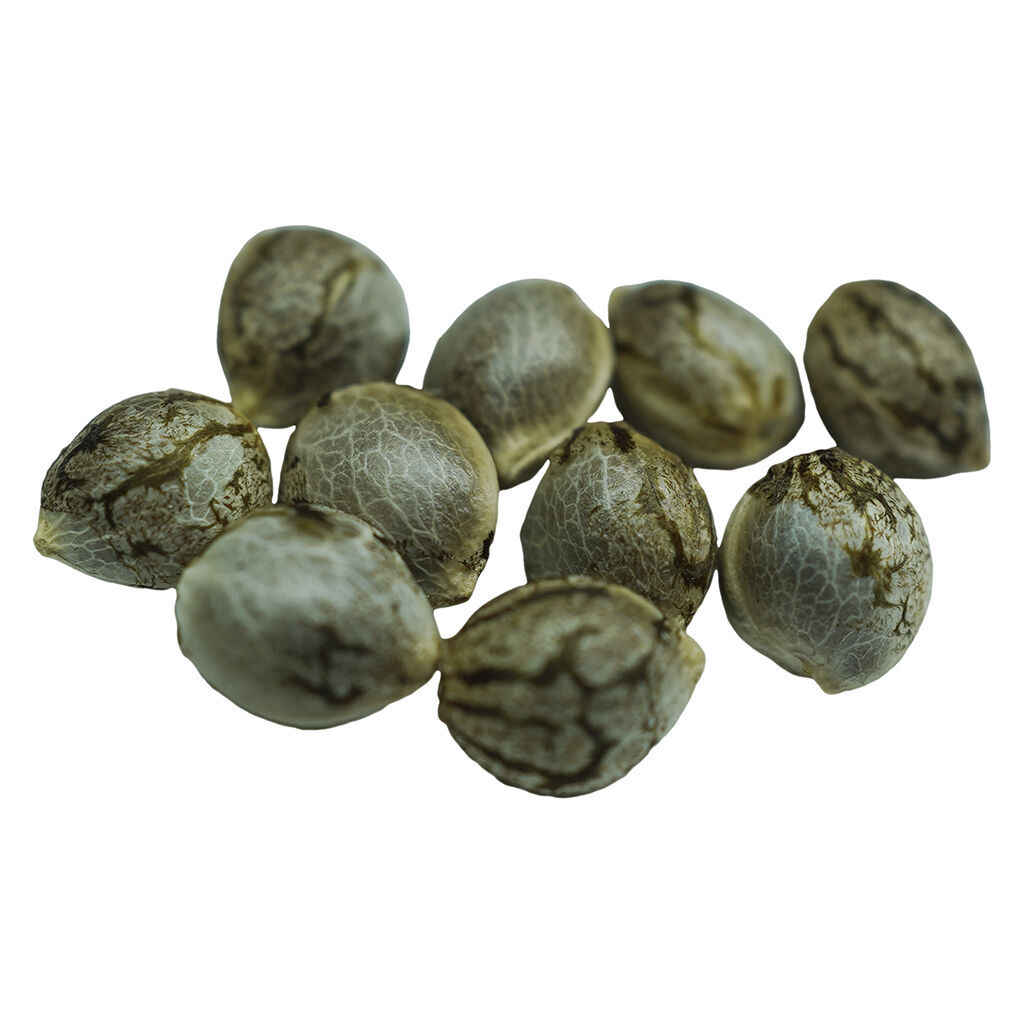 Crown Jewelz Regular Seeds