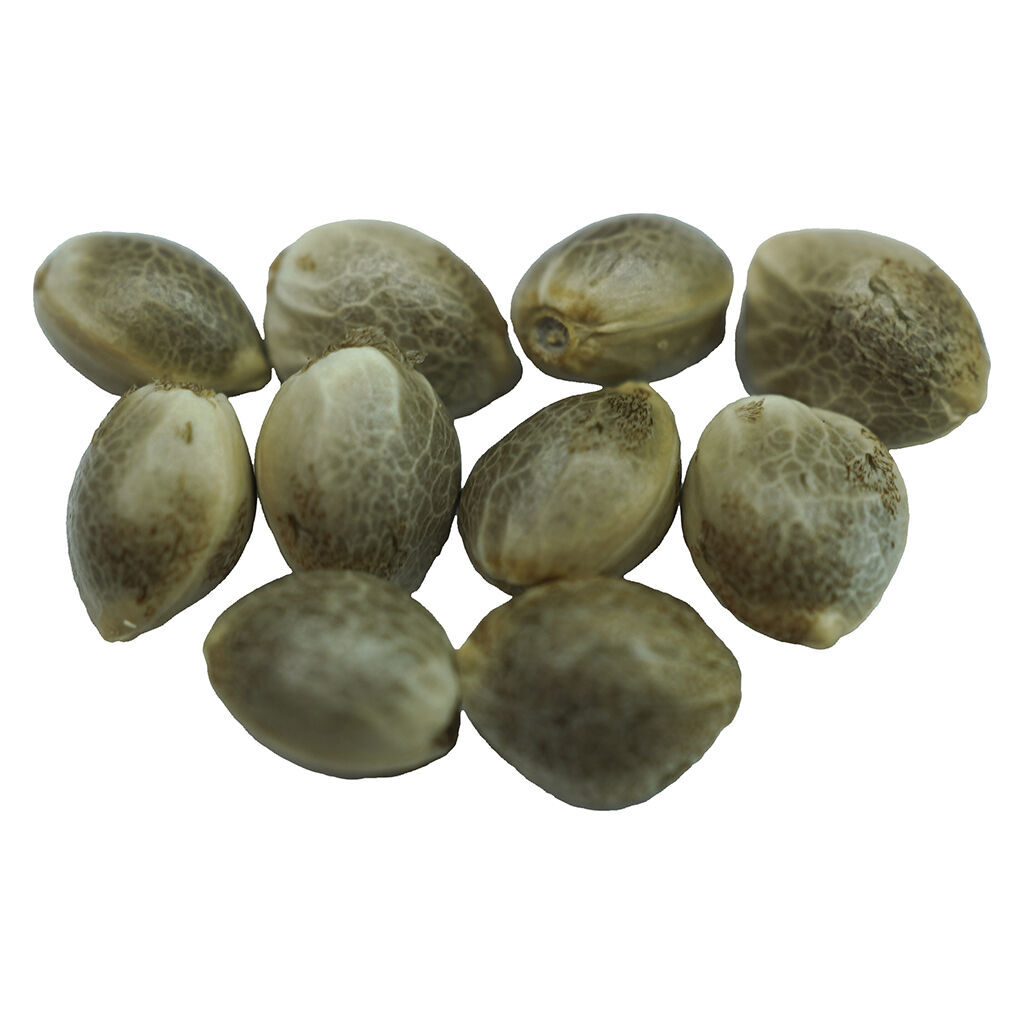 Diamond Scout Regular Seeds