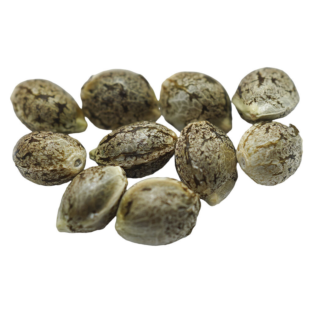 Ruby Tuesday Regular Seeds