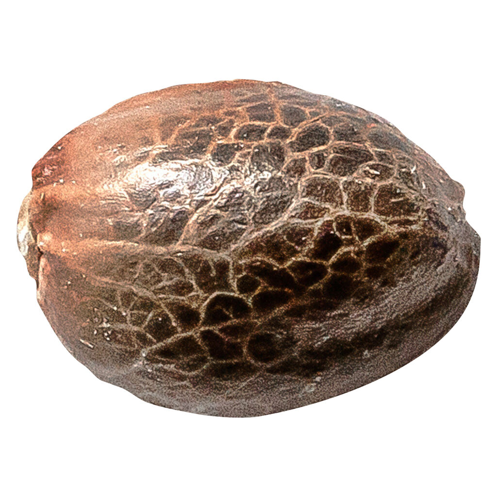 34 Street Seed Co. - Chocolate Kush - 5 Pack