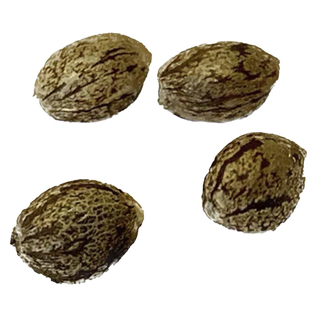 Pure CBD Gorilla Citrus Photo Feminized