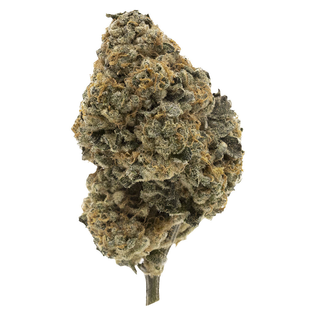 FIGR - Kandy Cake - Dried Flower