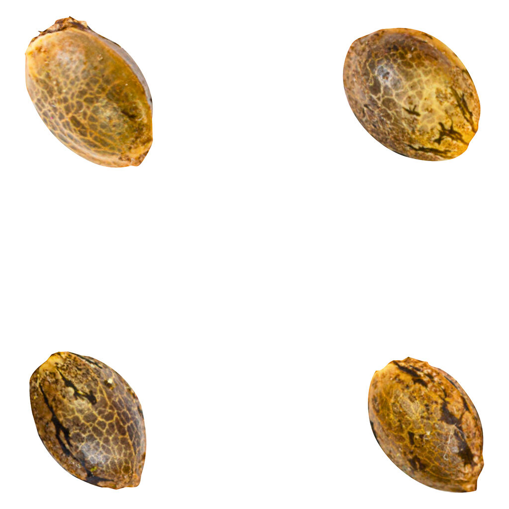 Crasher Breath (fem Seeds) - 4 Pack