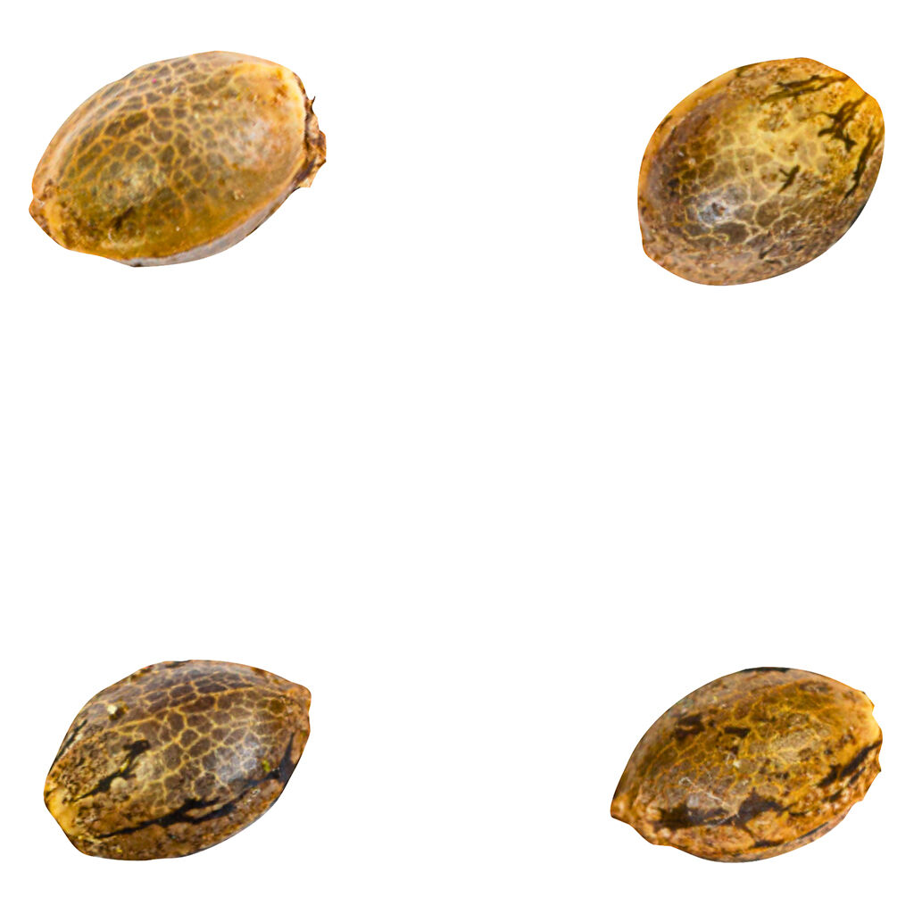 41 Ghosts (Auto Fem Seeds) - 4-Pack
