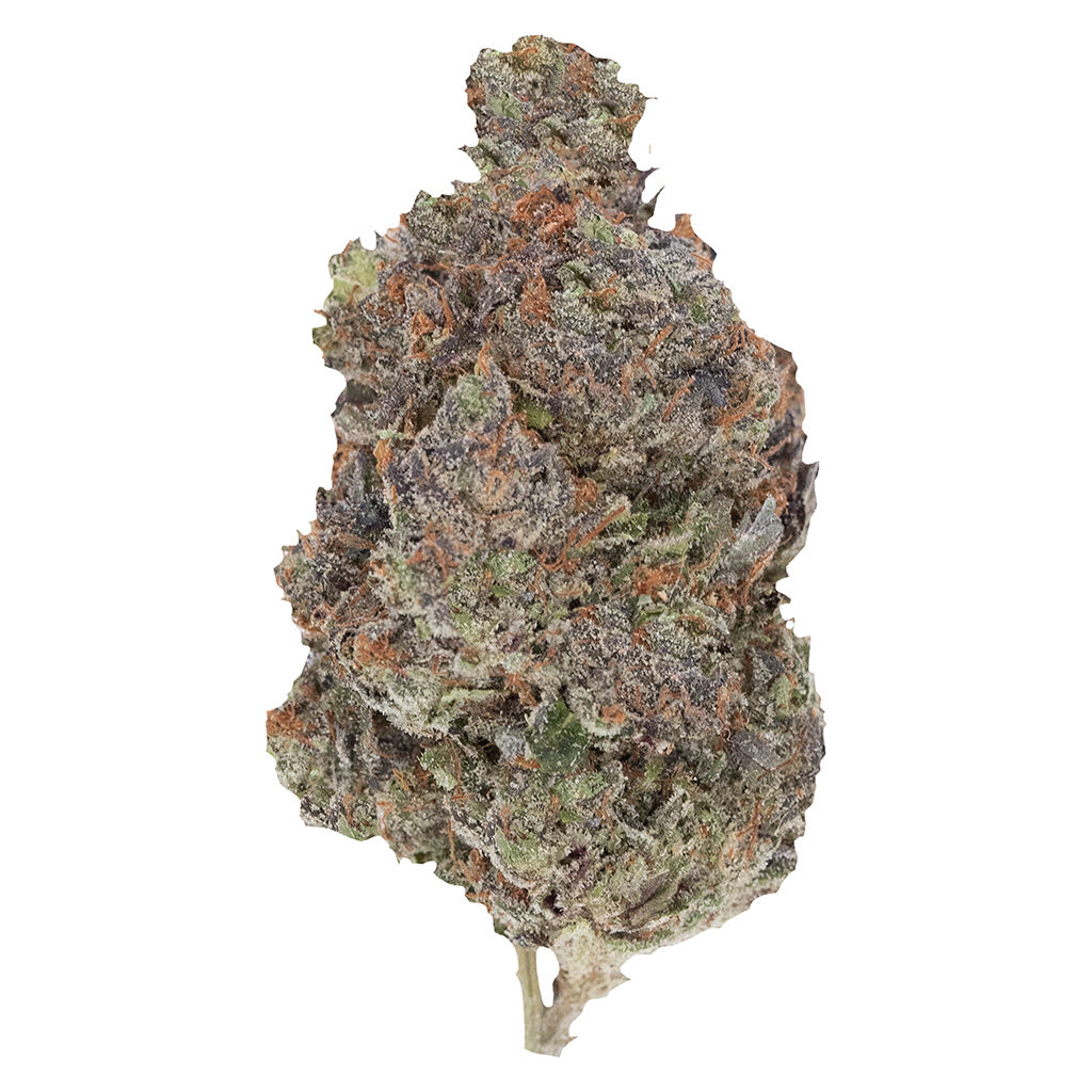 Pistol and Paris - Diablo