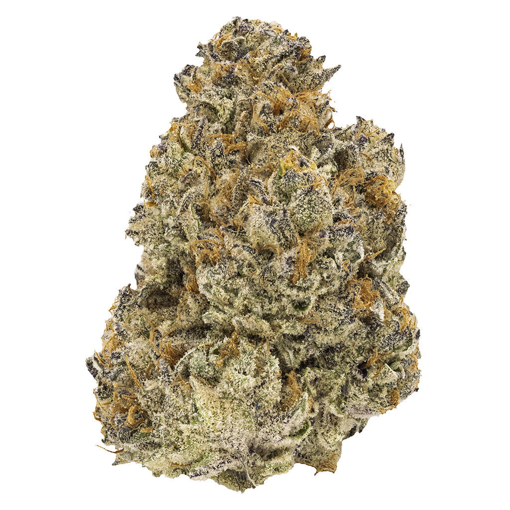 Chatty Kathy - Dried Flower