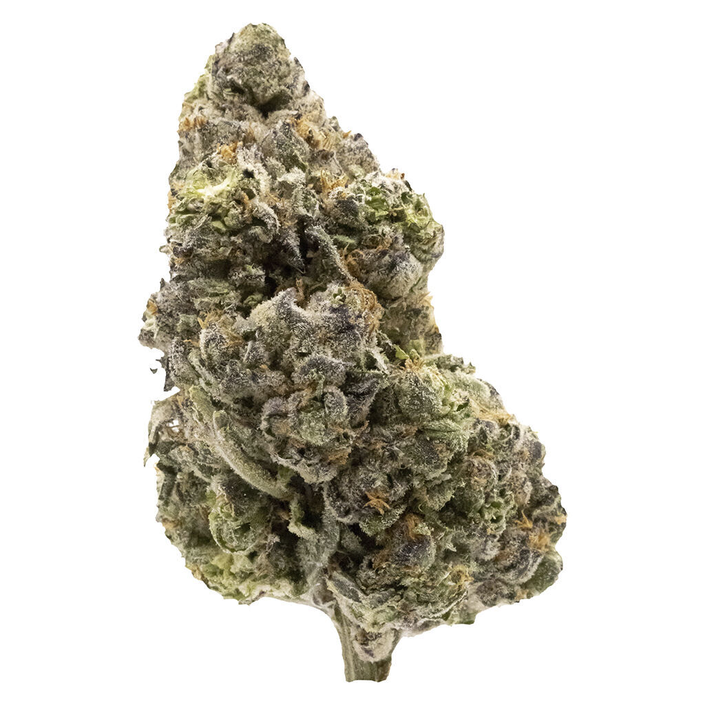 FIGR - Midnight Sherb - Dried Flower