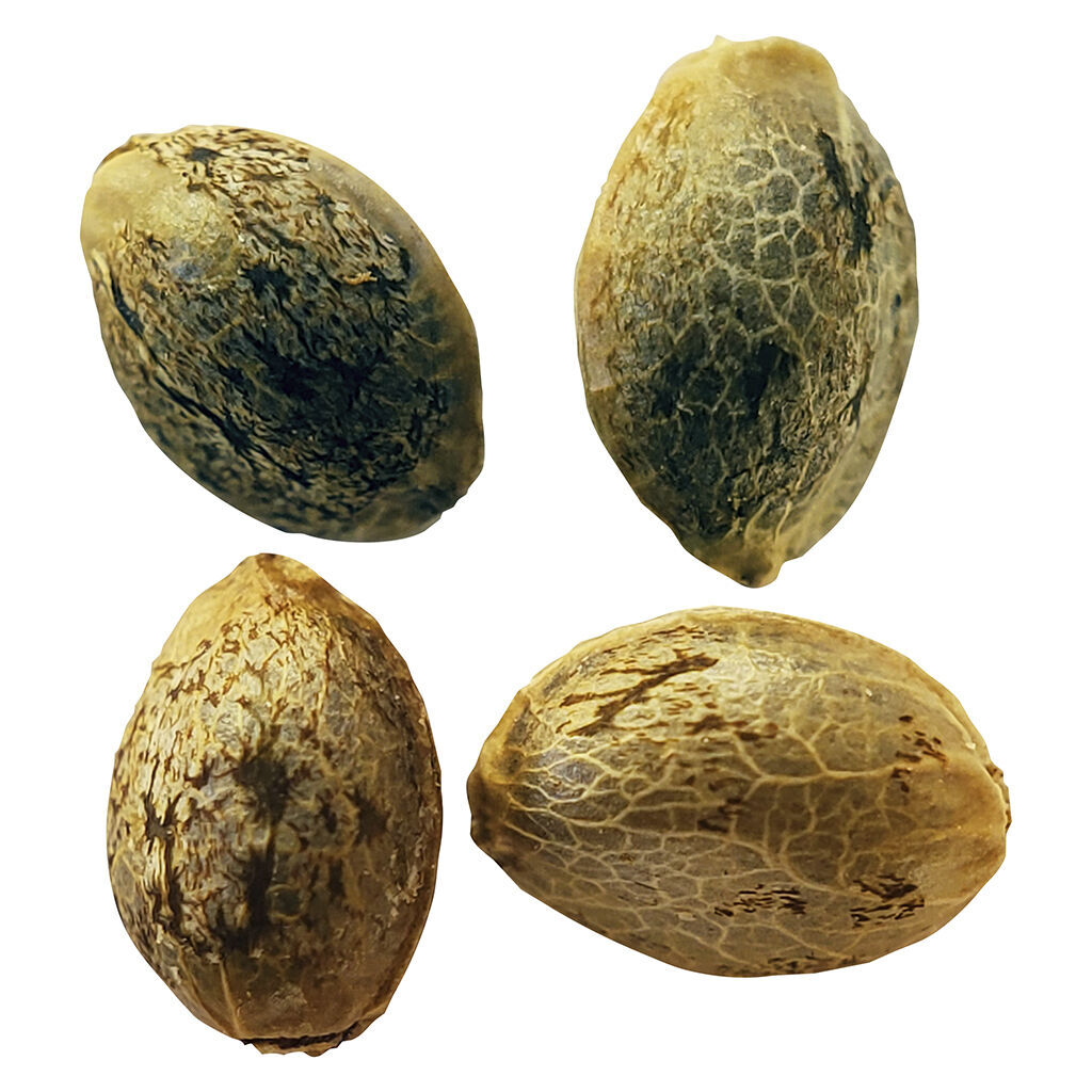 Cannabis Cup Autoflower Feminized Seed Multi pack